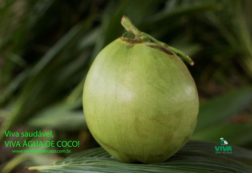 A água de coco é um isotônico natural... /a-agua-de-coco-e-um-isotonico-natural