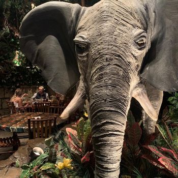 Rainforest Cafe na Disney /rainforest-cafe-na-disney