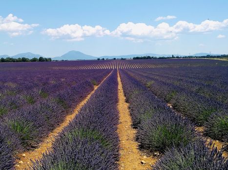 Provence: como visitar os campos de lavanda  com crianças /provence-como-visitar-os-campos-de-lavanda-com-criancas