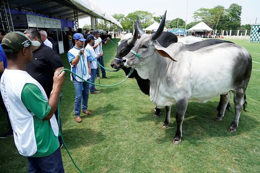 Expo Rio Preto - vitrine da pecuária brasileira com mil animais de raças zebuínas /expo-rio-preto-vitrine-da-pecuaria-brasileira-com-mil-animais-de-racas-zebuinas