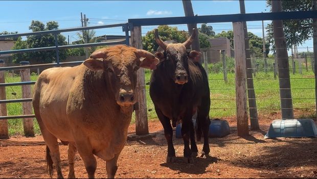Cia Tércio Miranda busca ser referência em genética de touros de pulo /cia-tercio-miranda-busca-ser-referencia-em-genetica-de-touros-de-pulo