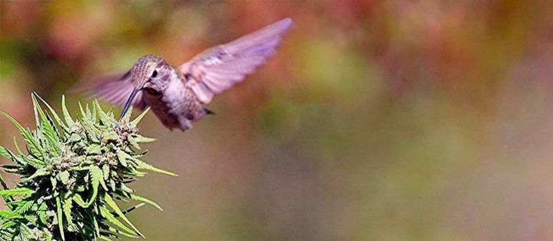 O que é Purple Haze? A maconha roxa /o-que-e-purple-haze-a-maconha-roxa