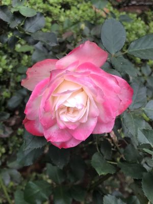 Casa das Rosas - São Paulo /casa-das-rosas-sao-paulo