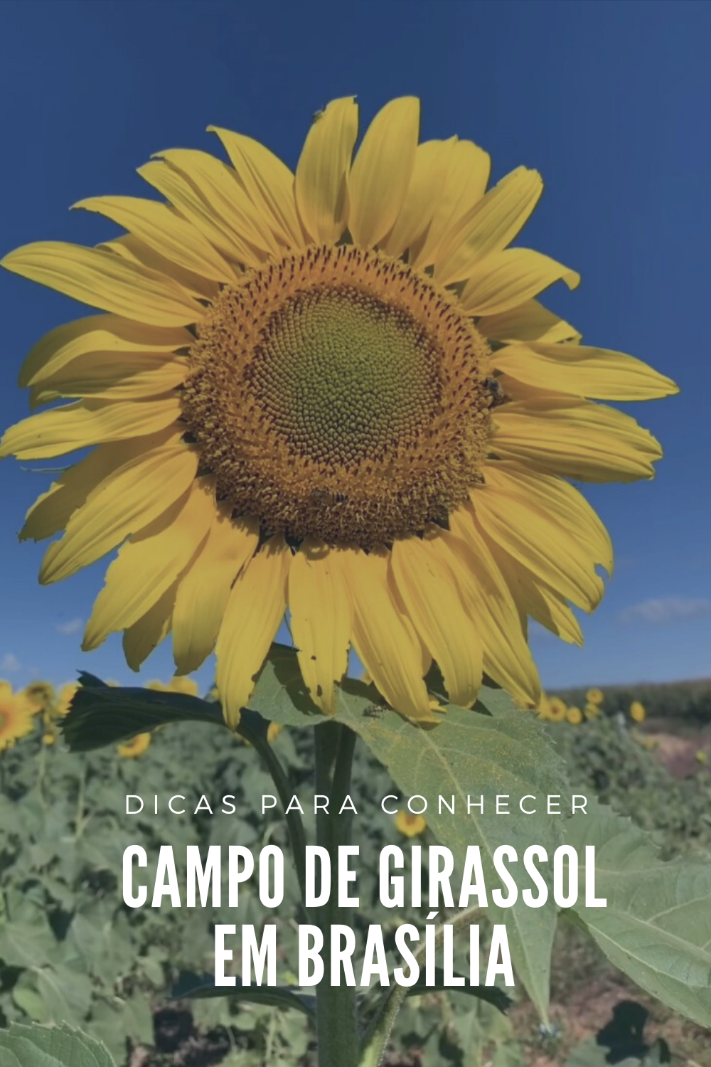 Campo de Girassol em Brasília! Um lugar para lindas fotos! - 30