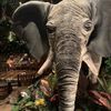 /rainforest-cafe-na-disney