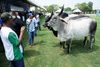 /expo-rio-preto-vitrine-da-pecuaria-brasileira-com-mil-animais-de-racas-zebuinas