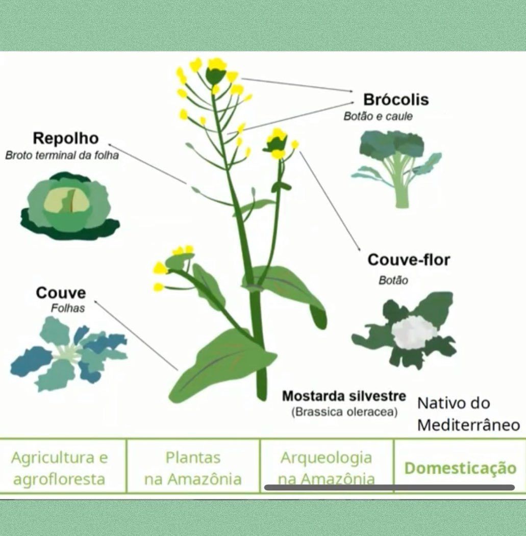 6 Os animais e as sociedades amazônicas do passado. Alimentação - 10
