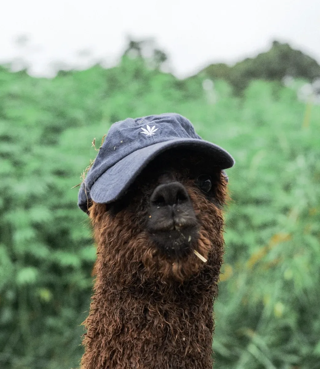 Cânhamo, o que é? Pra que serve e qual a diferença da Cannabis? - 8