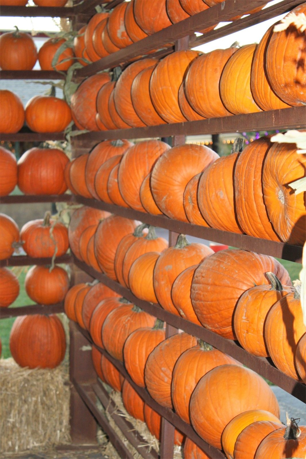 Celebrar o Halloween nos EUA com as crianças. Como foi o Trick or Treats! - 41