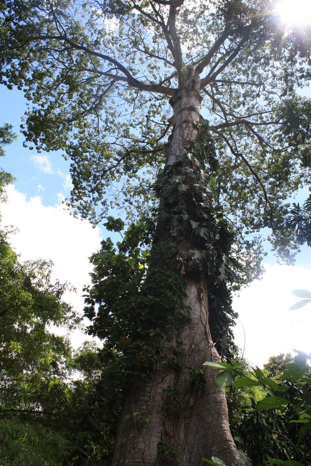 O que fazer em Belém do Pará. Roteiro com crianças! - 21