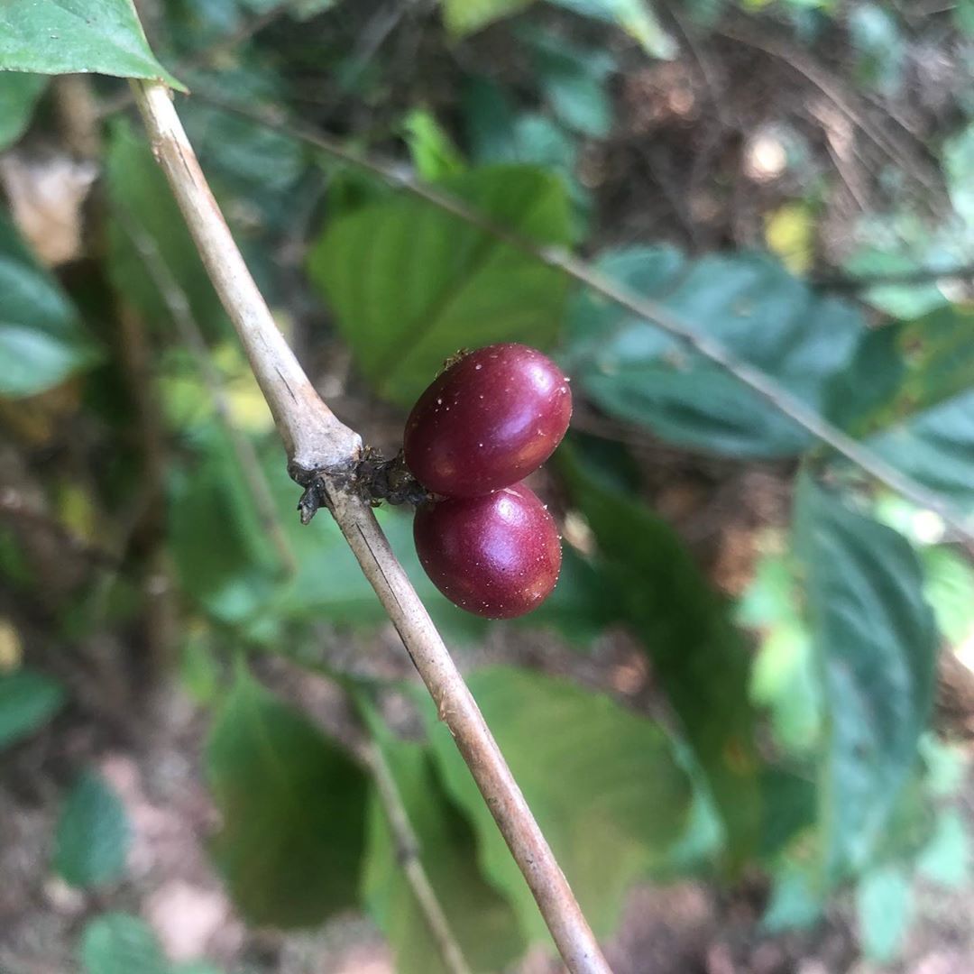 National Coffee Day in Brazil  - 1