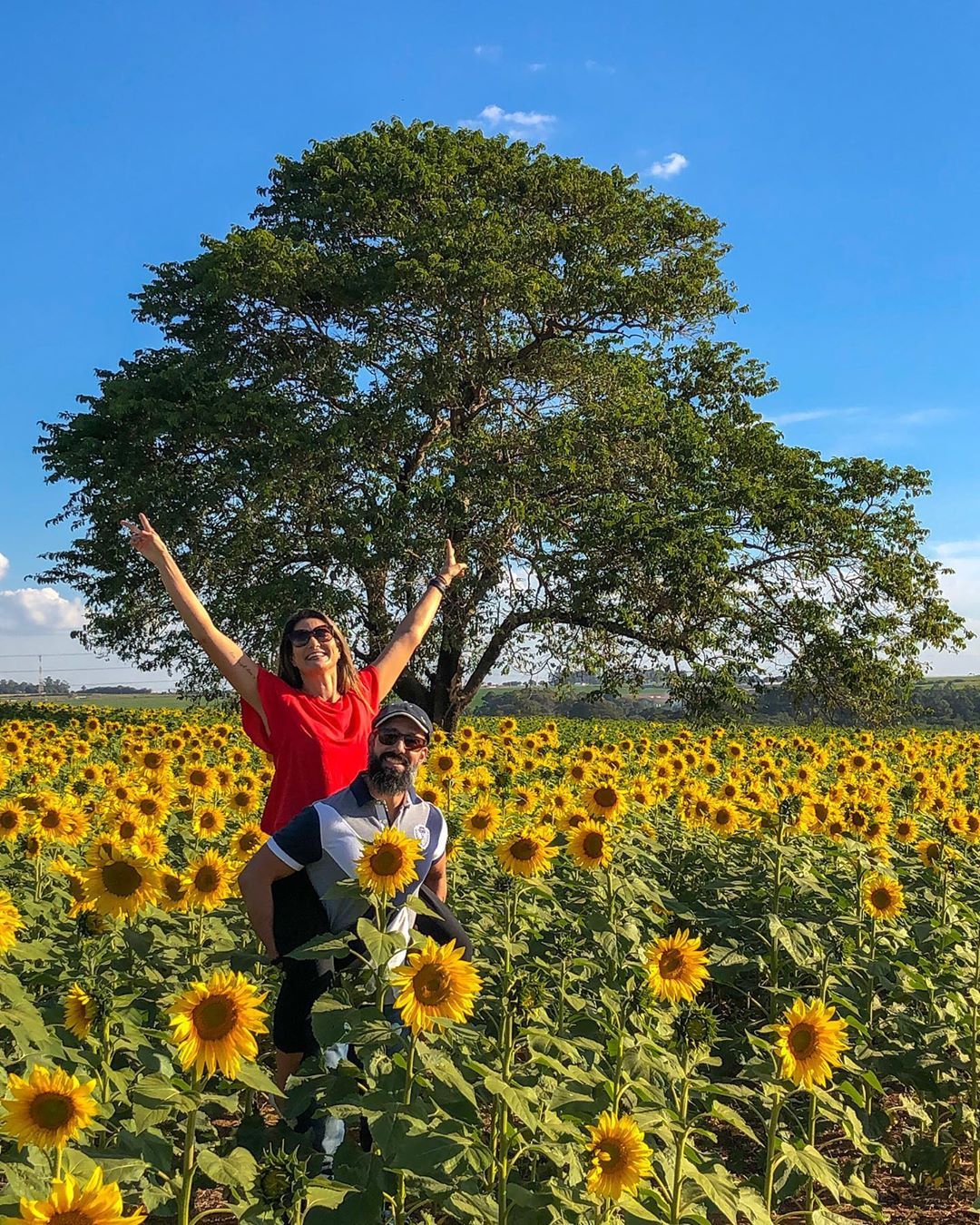Campos de Grassóis - 2