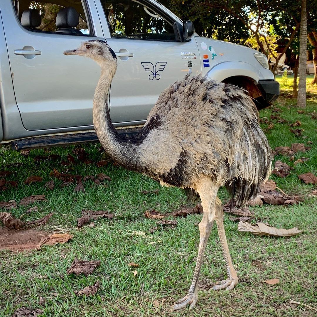 Magnifico Parque da Emas - 5