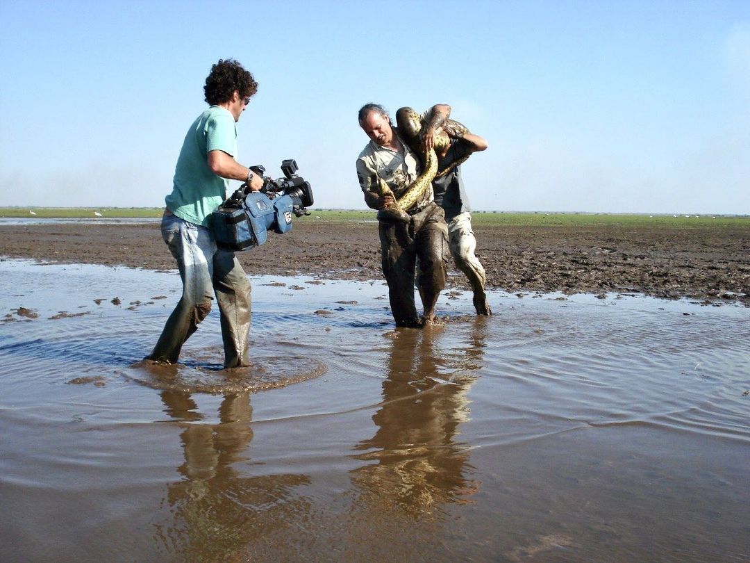 Largest anaconda I have ever seen, Venezuela - 1
