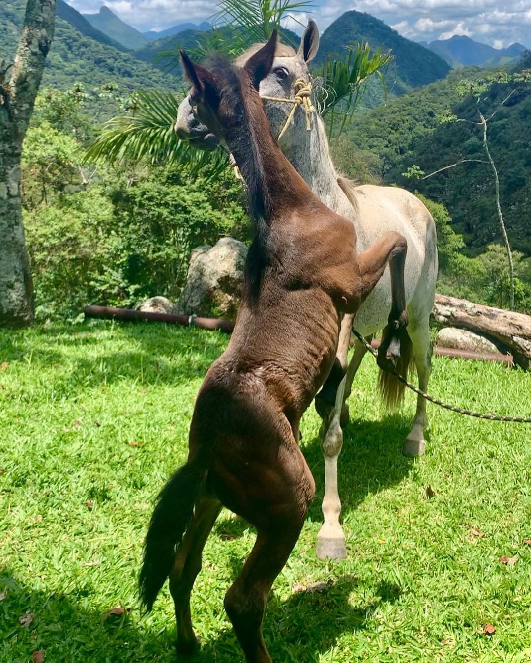 Our handsome young stallion Heini - 1