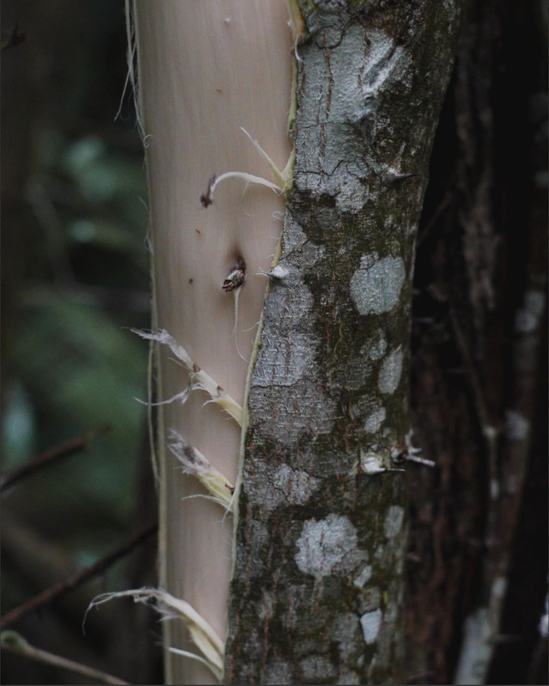 O revestimento sustentável que une tradição e inovação na arquitetura moderna - 4