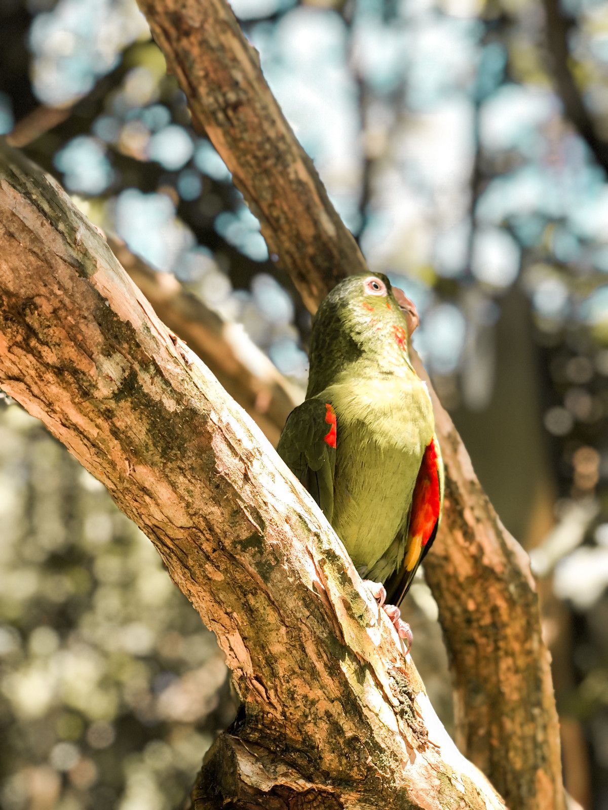 O que fazer em Foz do Iguaçu: dicas para o seu roteiro - 24