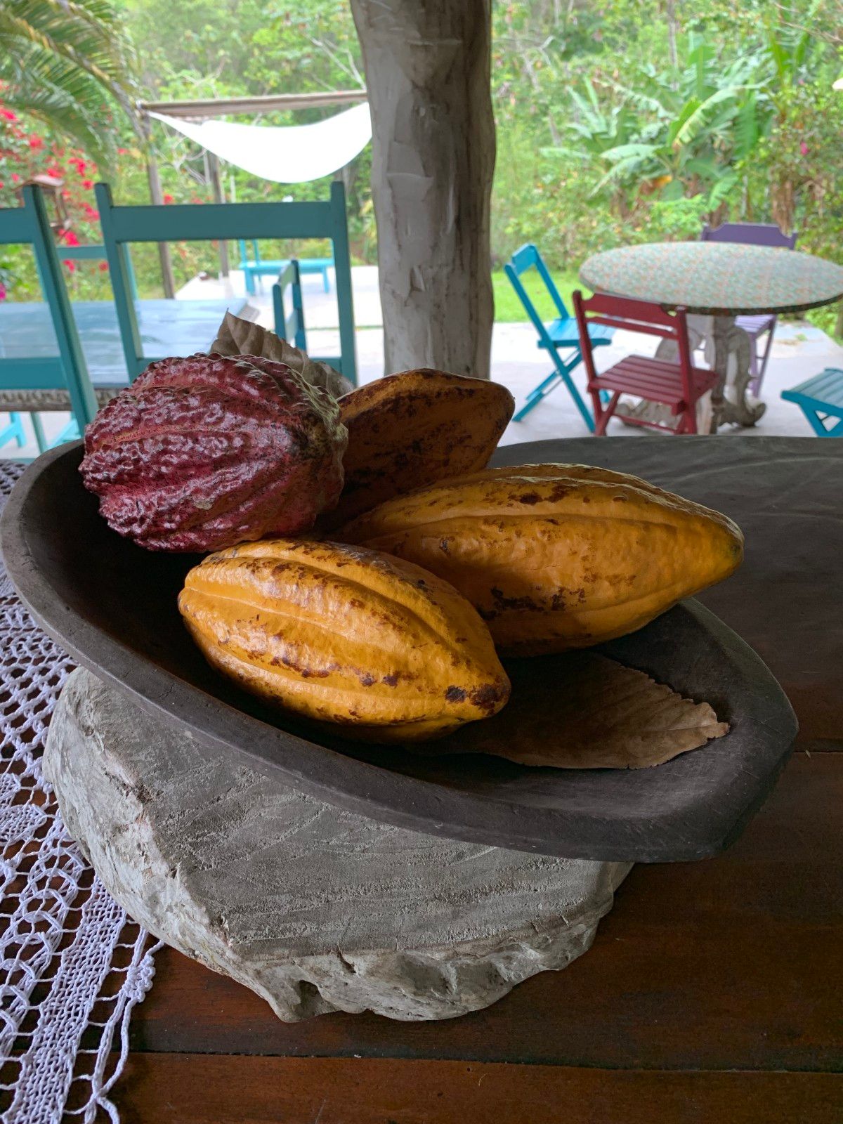 Como é visitar uma fazenda de cacau em Ilhéus: Fazenda Yrerê. - 9