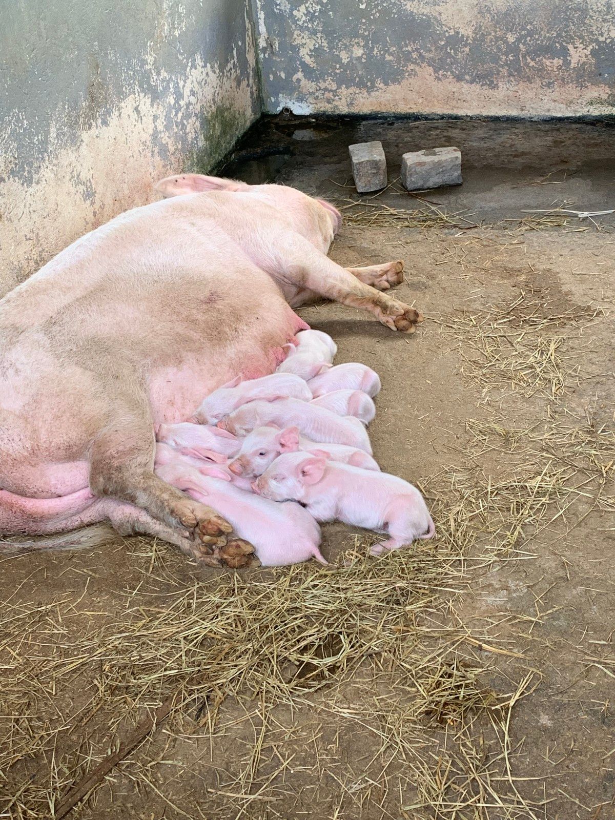 Como é se hospedar no Le Canton, em Teresópolis , no inverno - 55