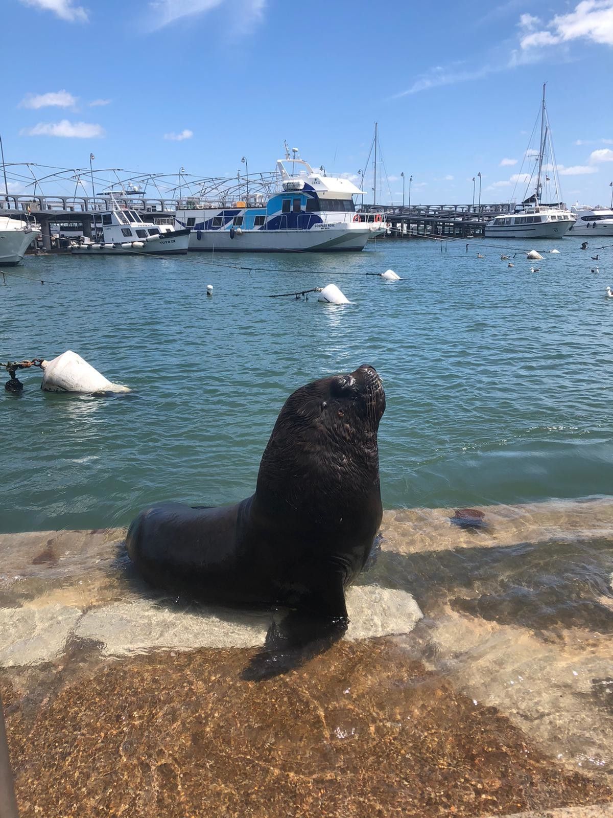 O que fazer em Punta del Este com crianças - 17