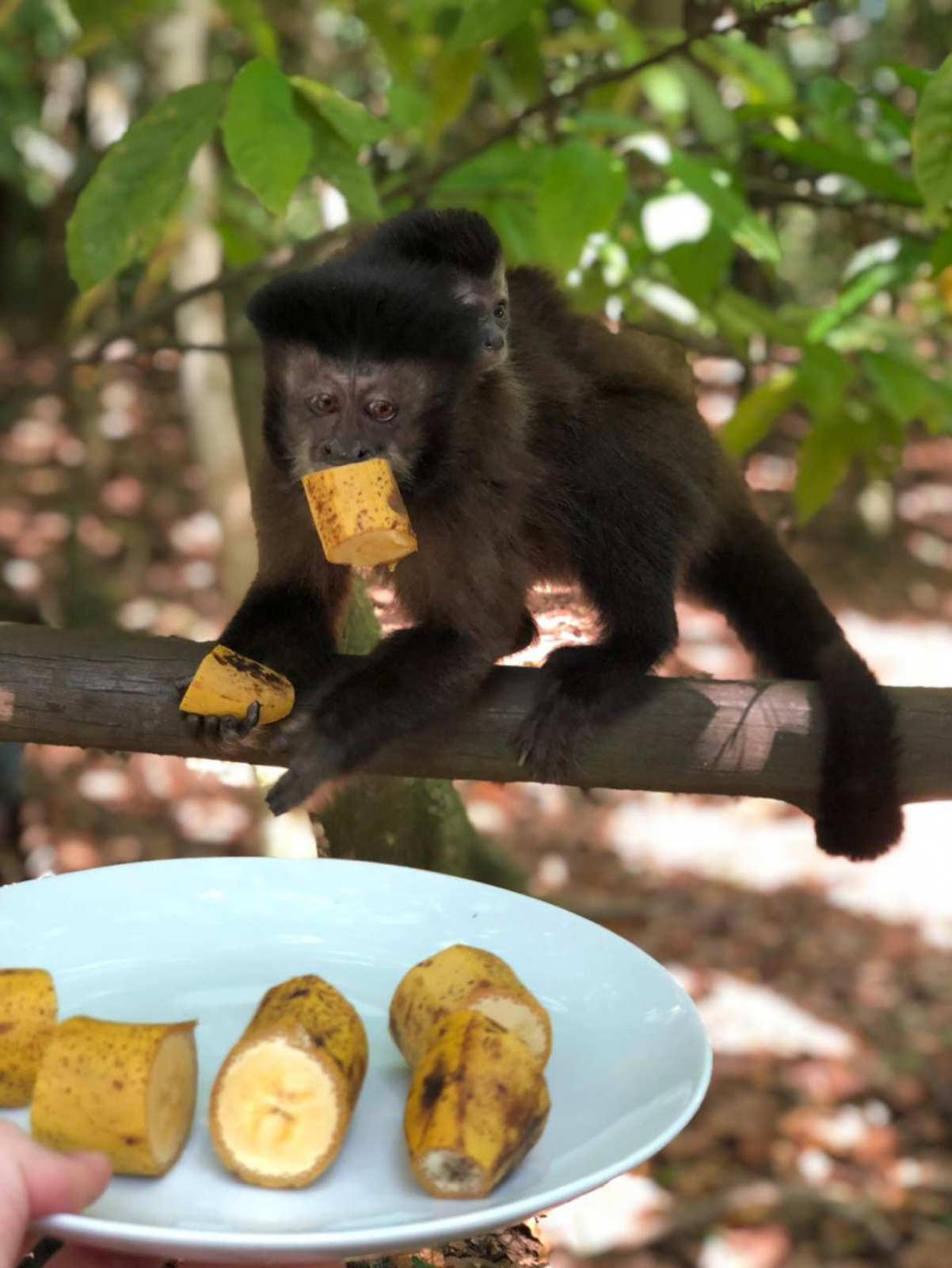 Cachoeira do Miltão é boa opção para ecoturismo bem perto de Rio Preto - 8