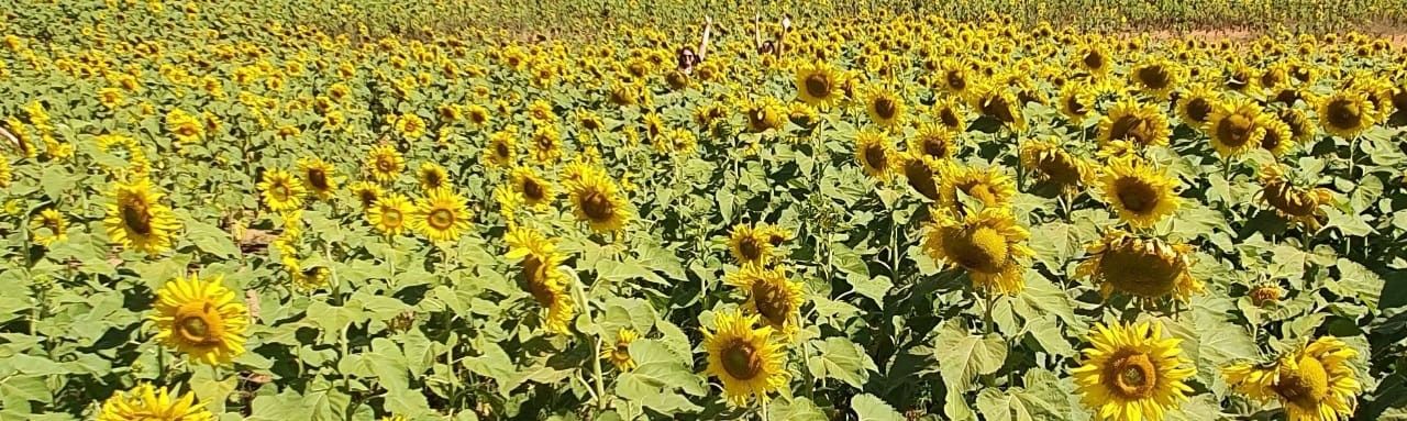 Campo de Girassol em Brasília! Um lugar para lindas fotos! - 4