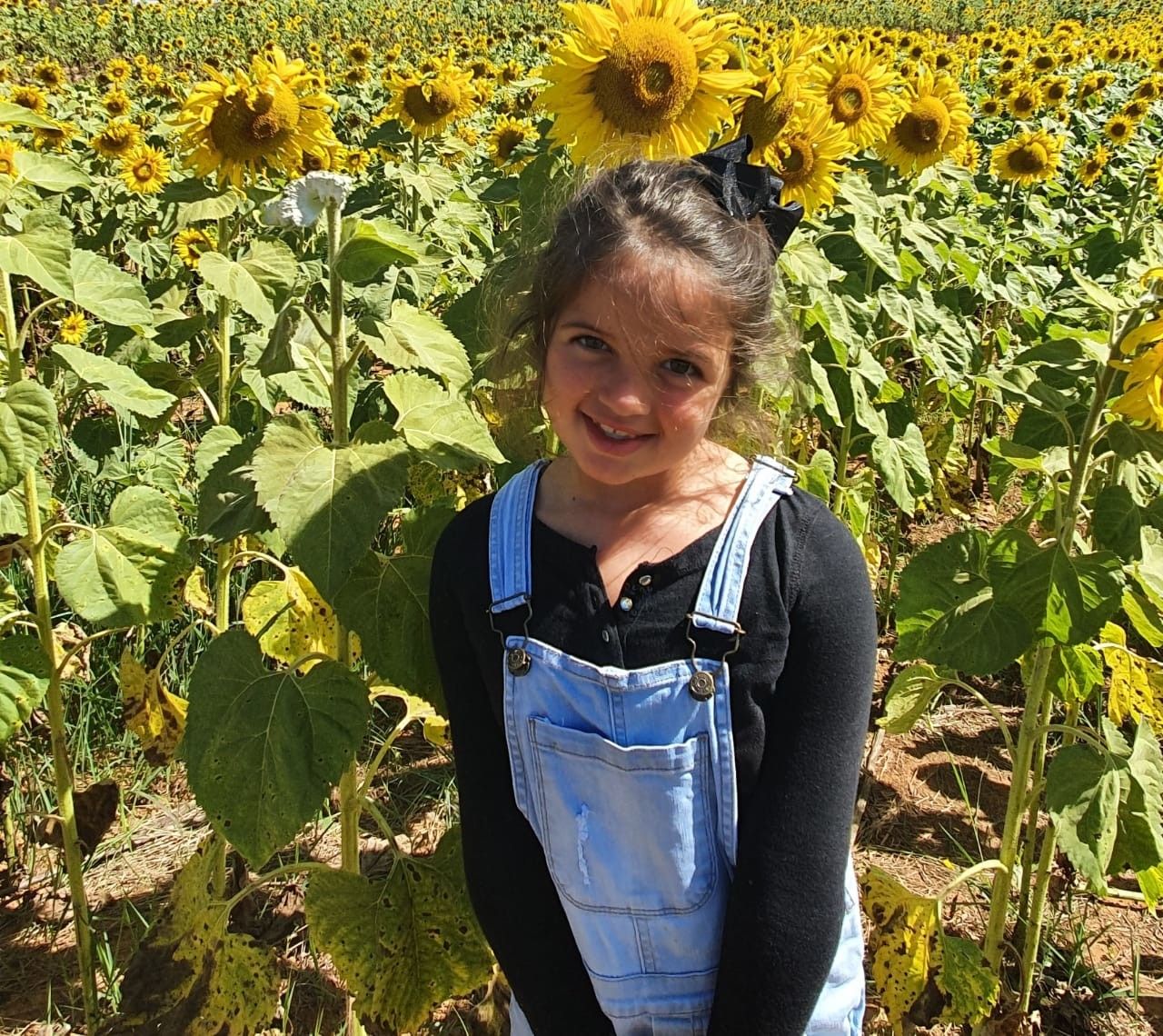 Campo de Girassol em Brasília! Um lugar para lindas fotos! - 21
