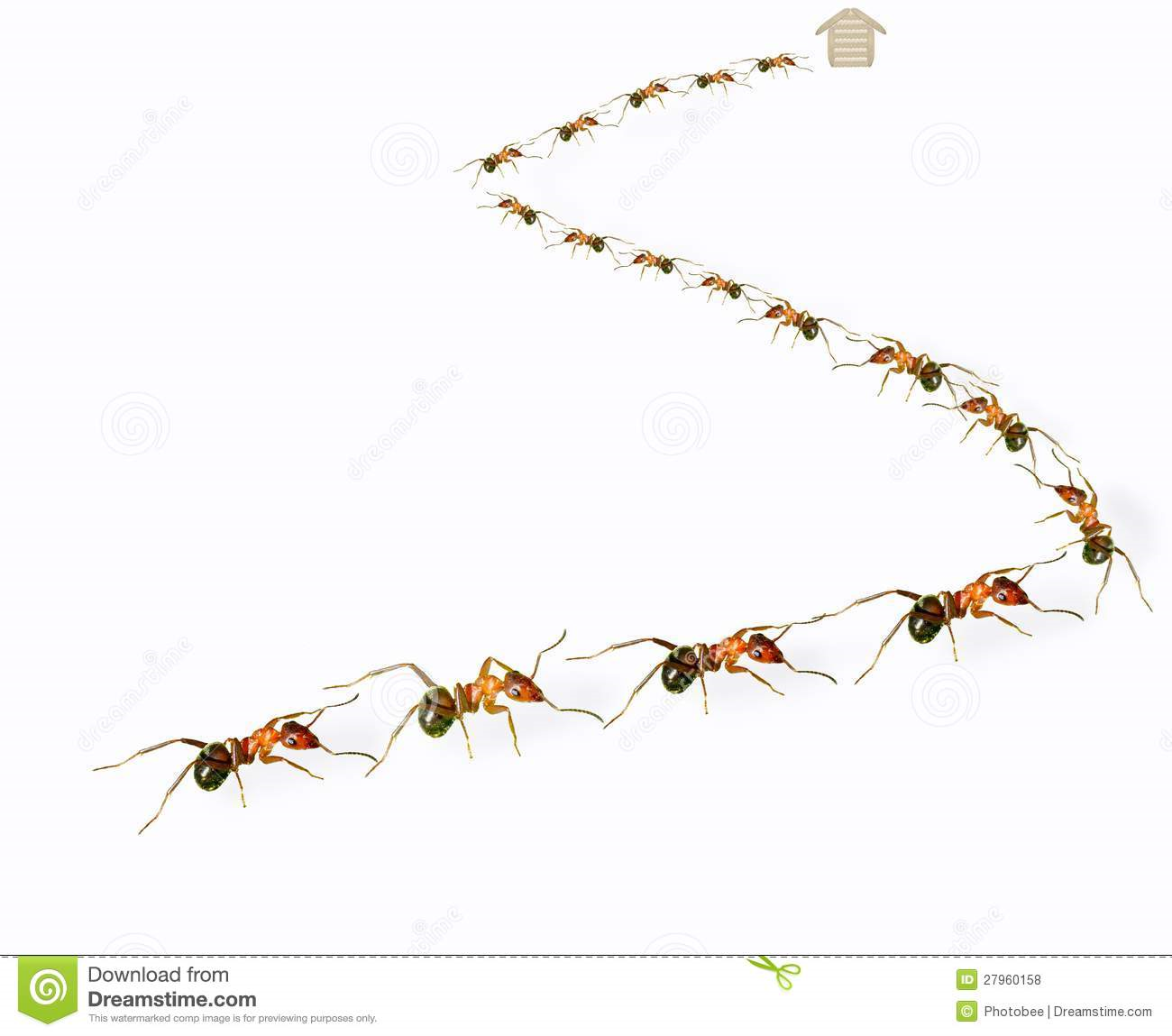 O trilheiro das formigas! - 3