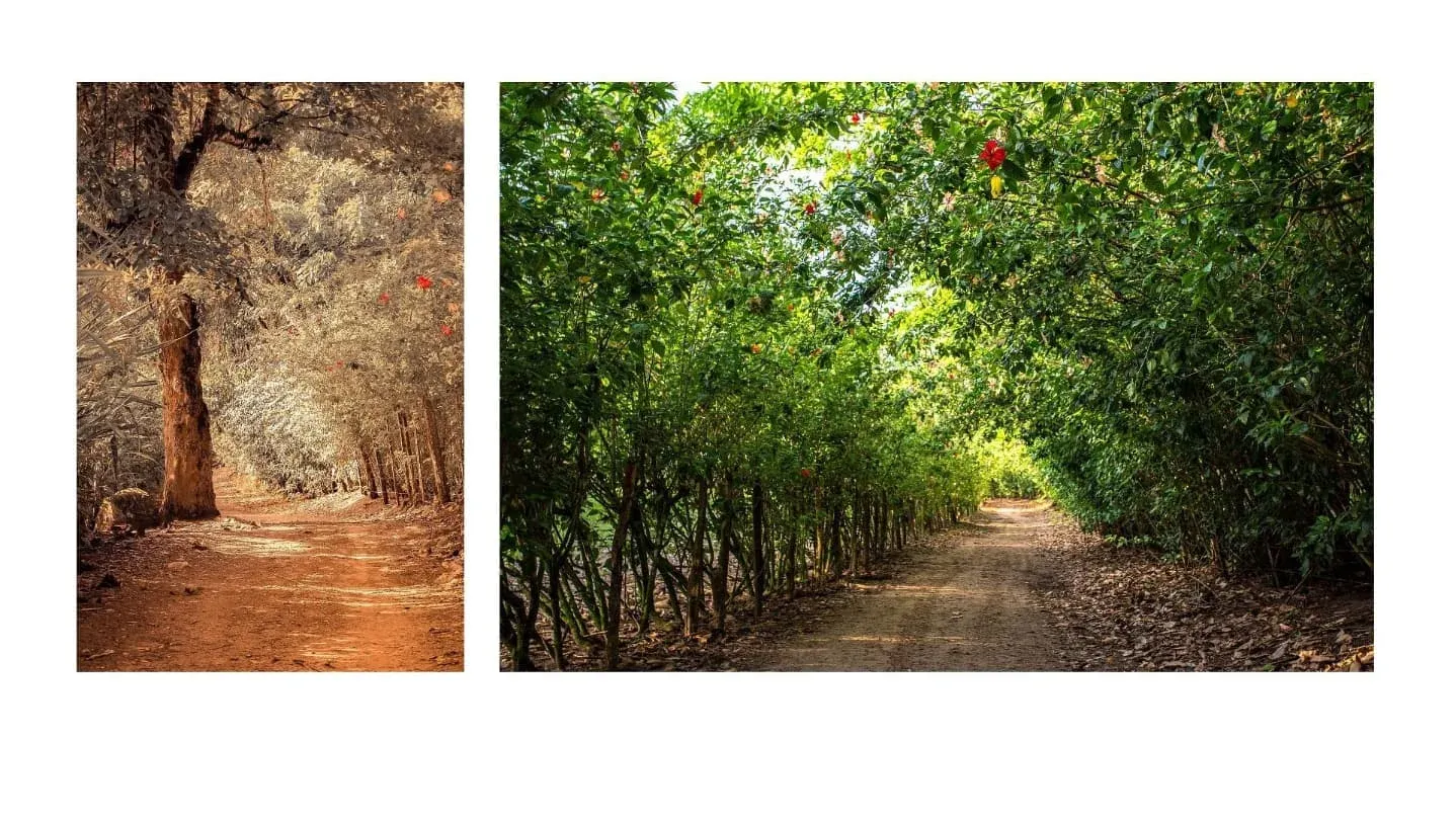 Cacá Romani.ART - 10