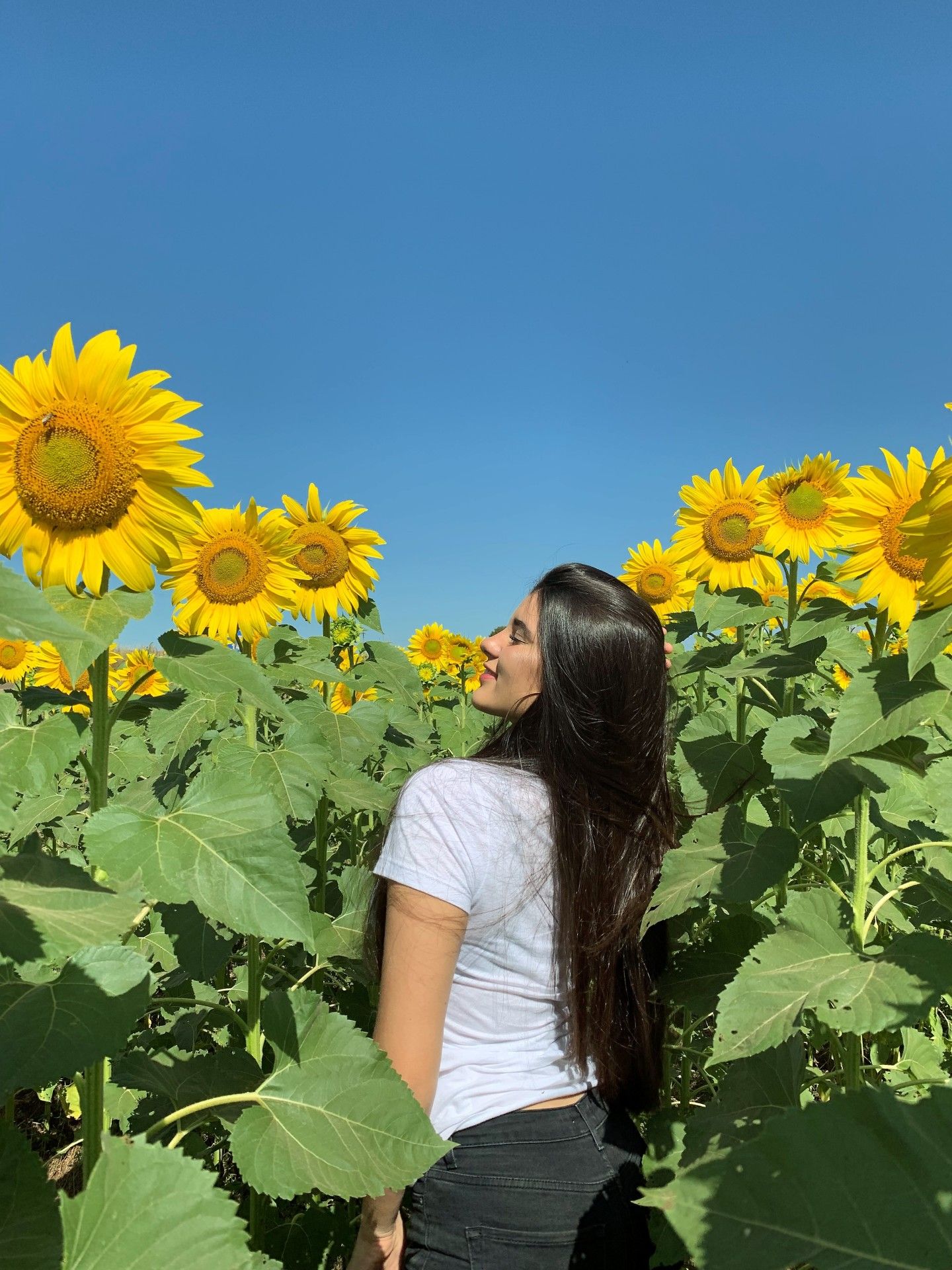 Campo de Girassol em Brasília! Um lugar para lindas fotos! - 1