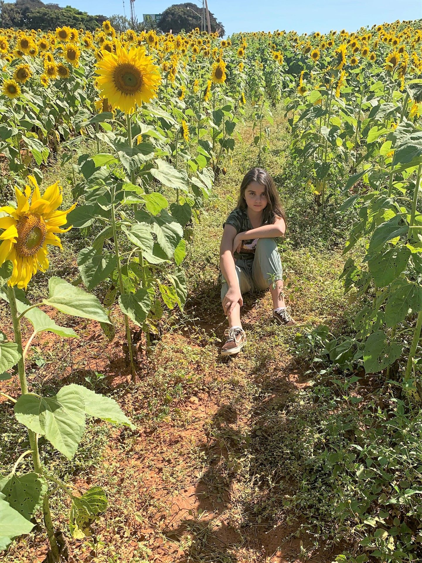 Campo de Girassol em Brasília! Um lugar para lindas fotos! - 18