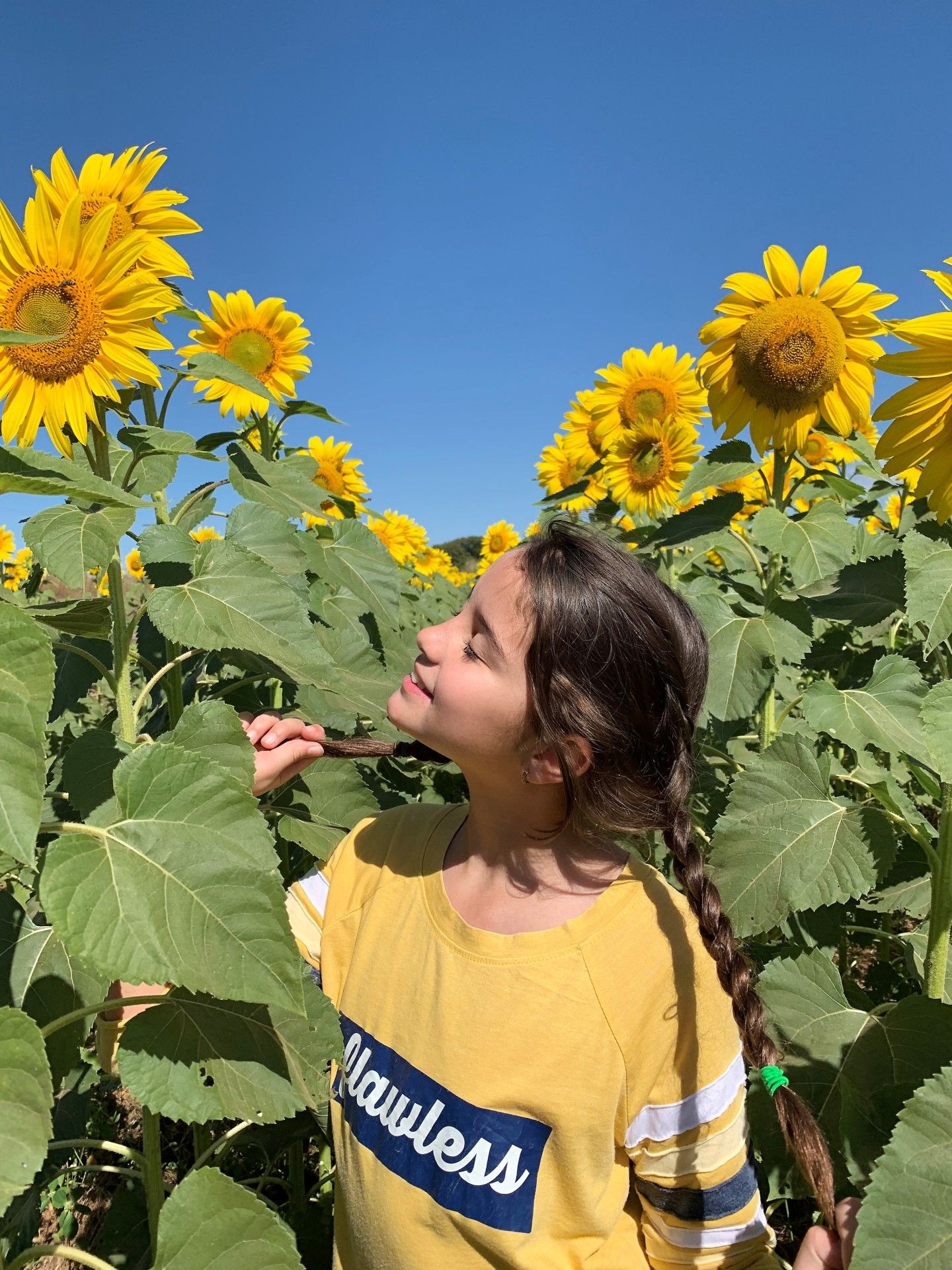Campo de Girassol em Brasília! Um lugar para lindas fotos! - 20