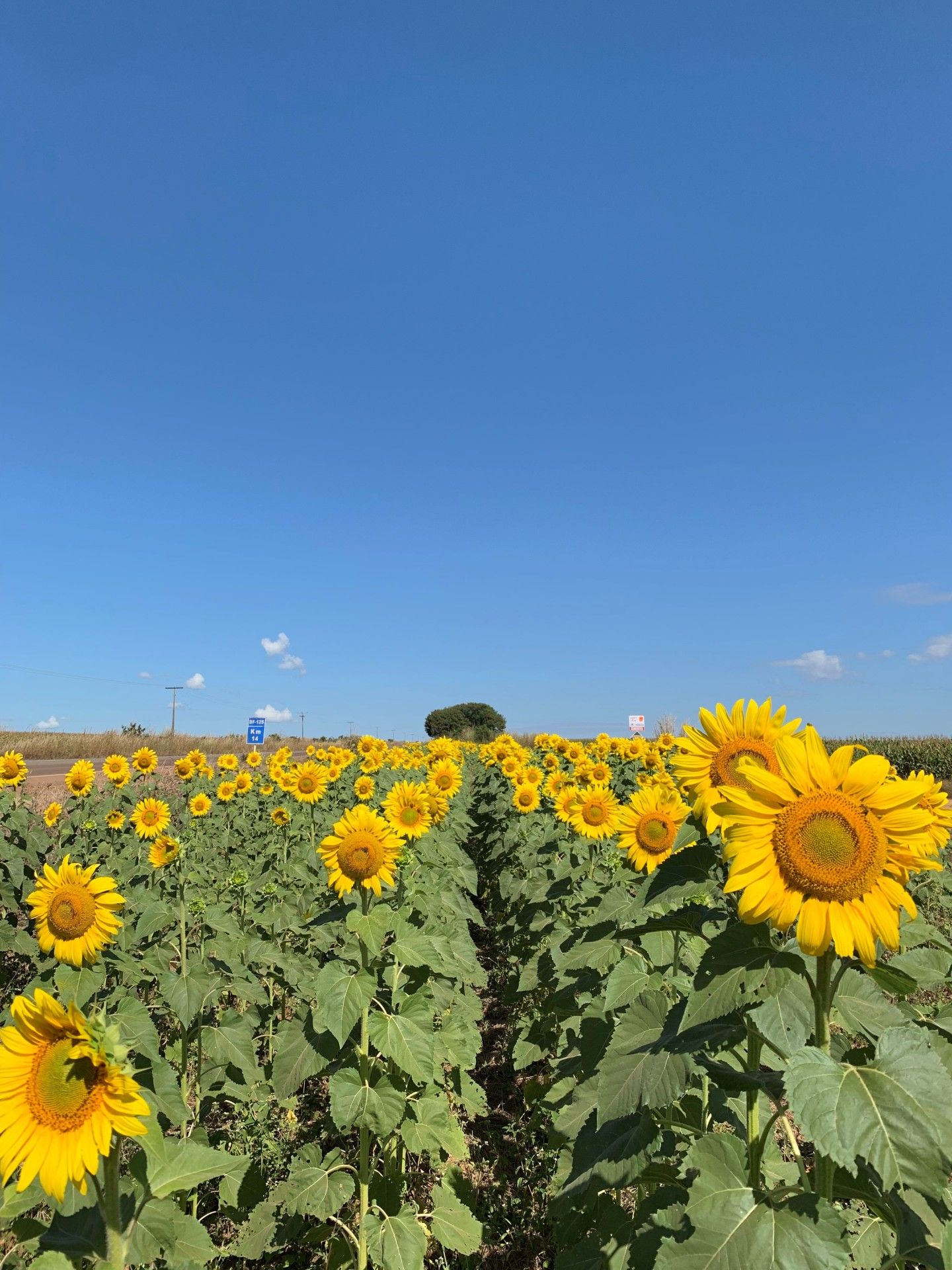 Campo de Girassol em Brasília! Um lugar para lindas fotos! - 8
