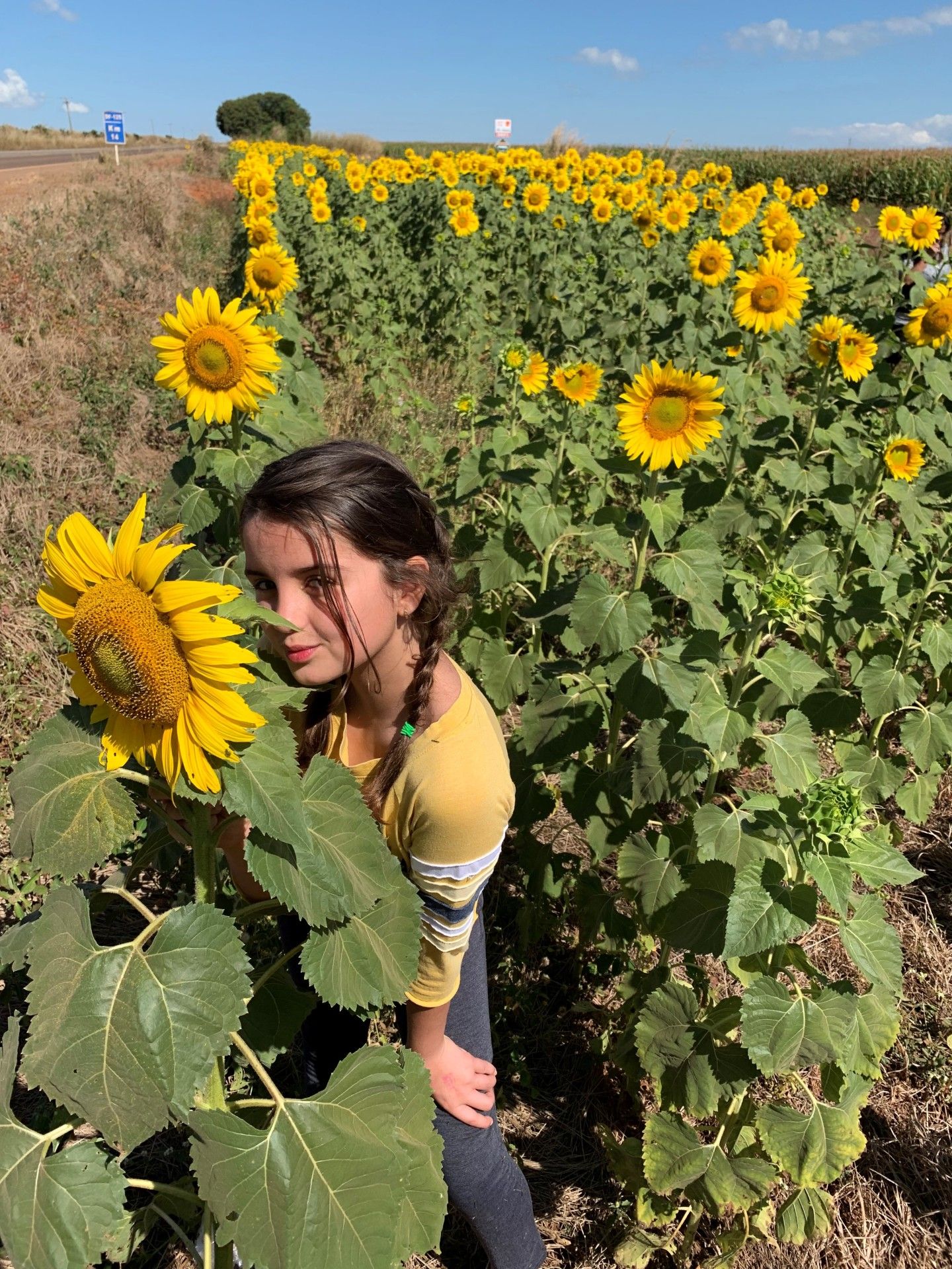 Campo de Girassol em Brasília! Um lugar para lindas fotos! - 11