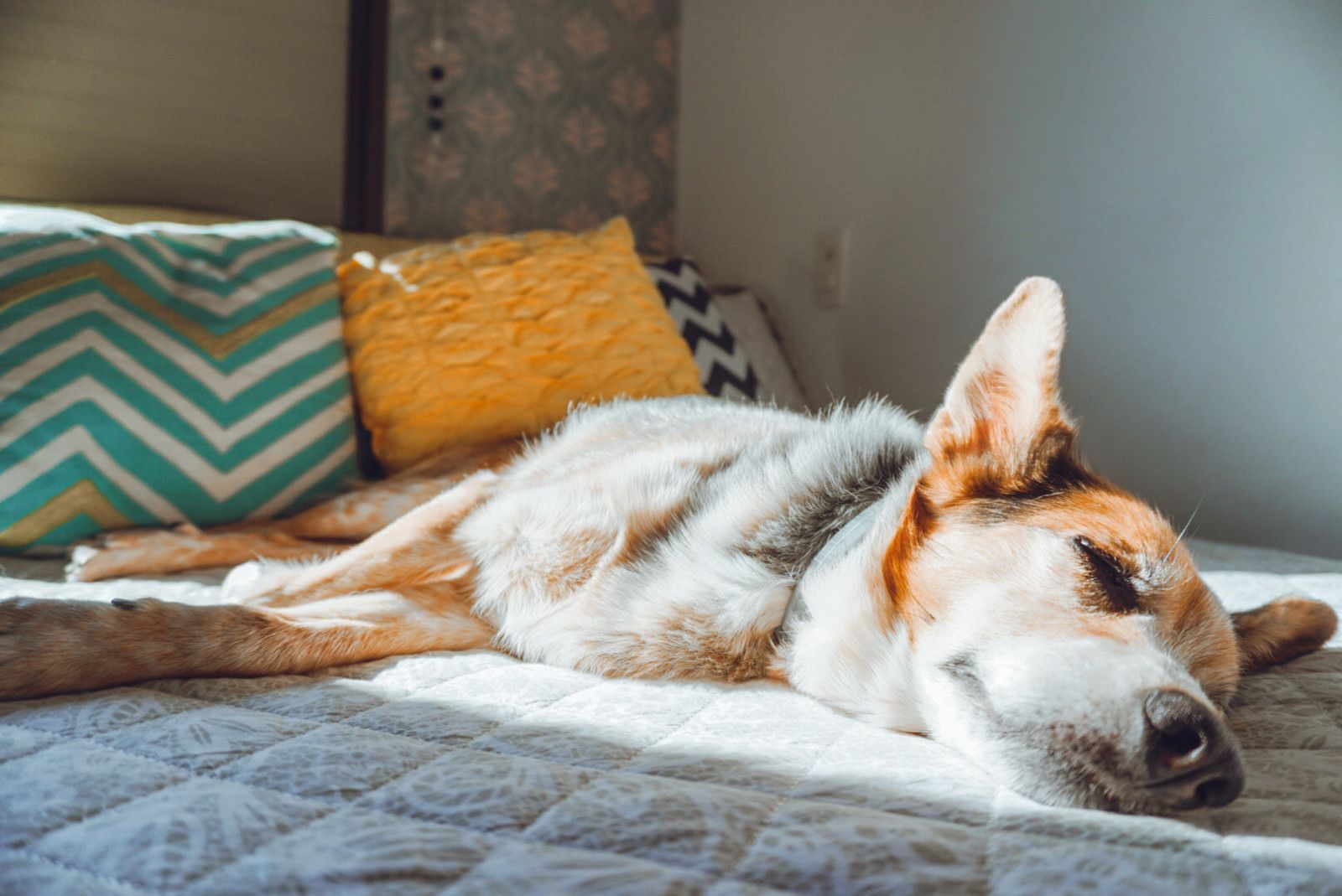 Viagem de avião com seu pet: como fazer? - 1