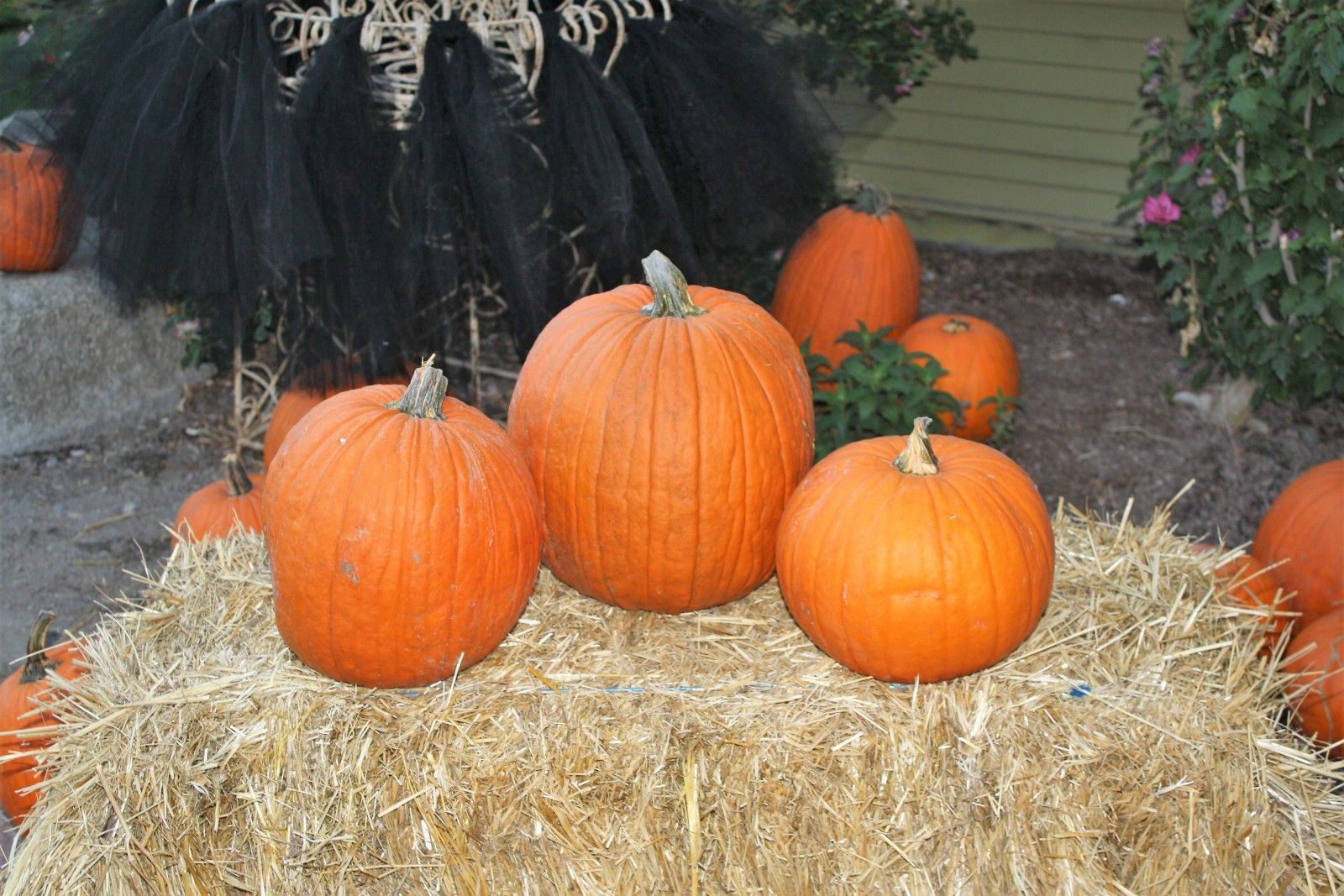 Celebrar o Halloween nos EUA com as crianças. Como foi o Trick or Treats! - 32