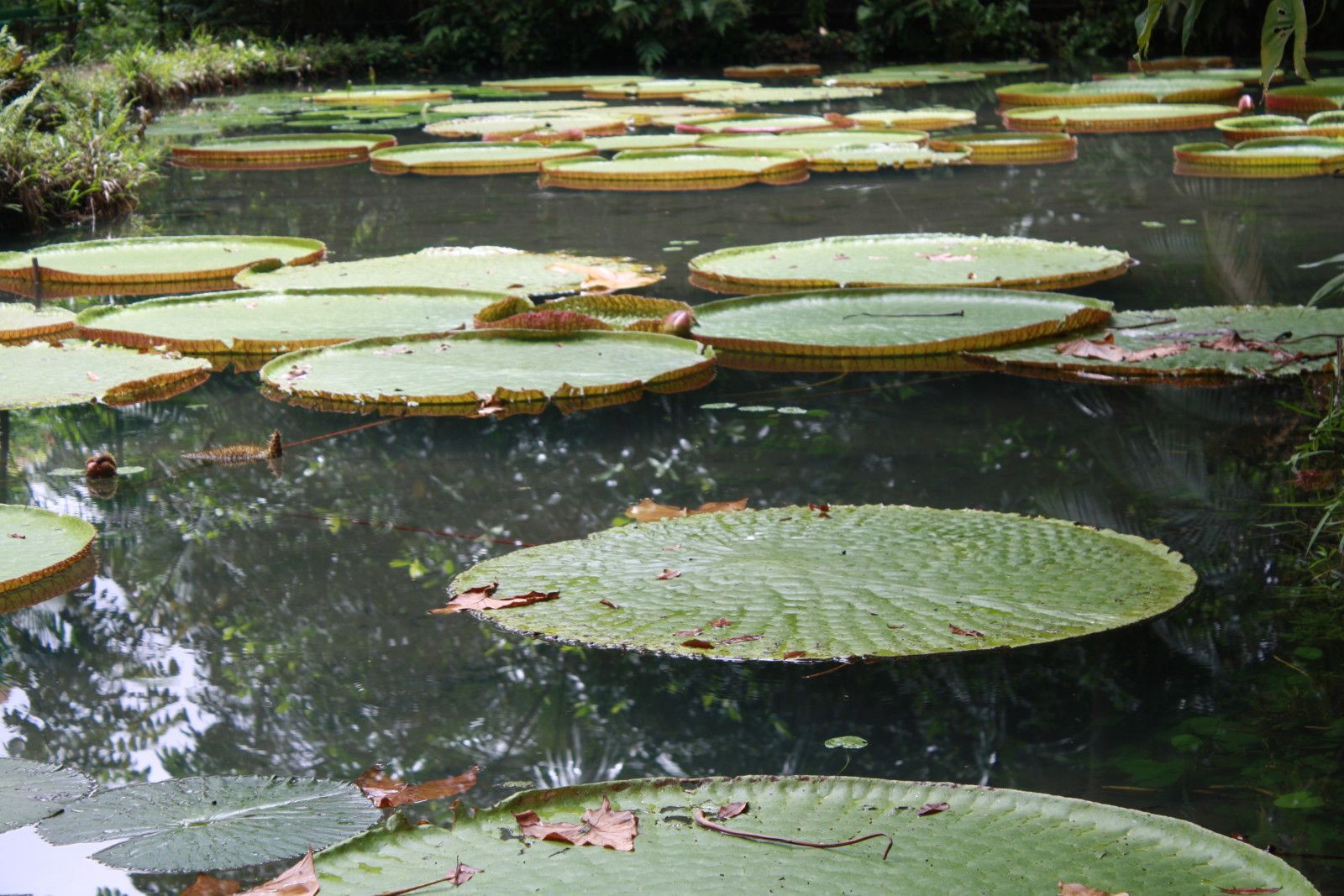 O que fazer em Belém do Pará. Roteiro com crianças! - 17