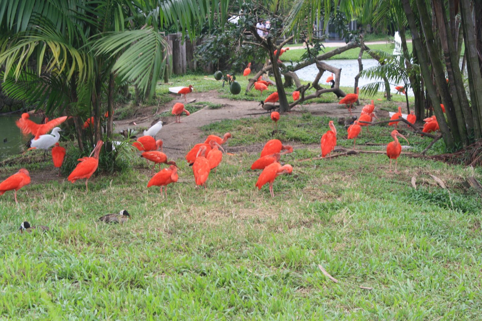 O que fazer em Belém do Pará. Roteiro com crianças! - 25