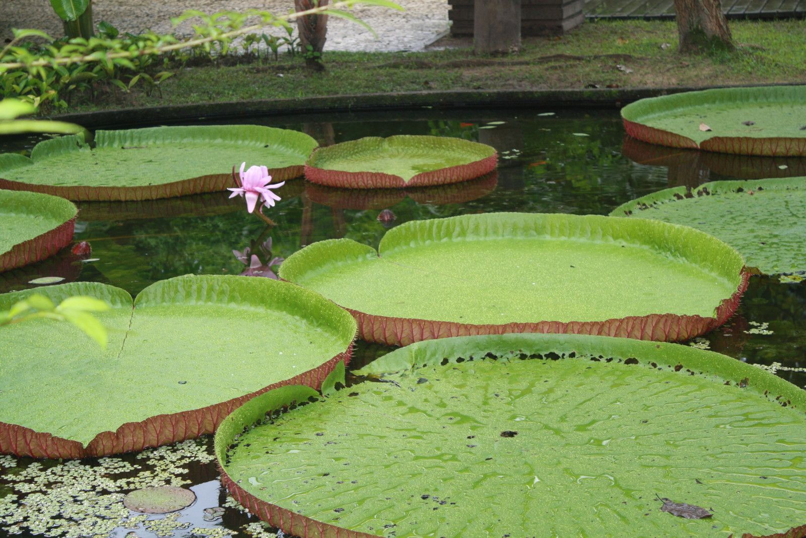 O que fazer em Belém do Pará. Roteiro com crianças! - 31