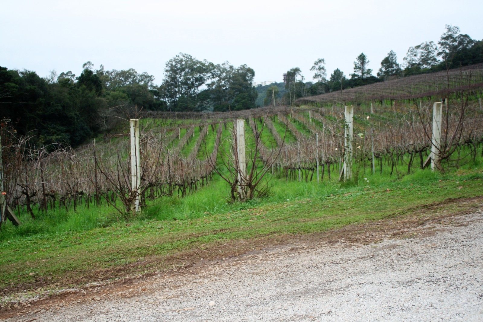 Vinícolas com crianças na Serra Gaúcha: Trem Maria Fumaça - 28