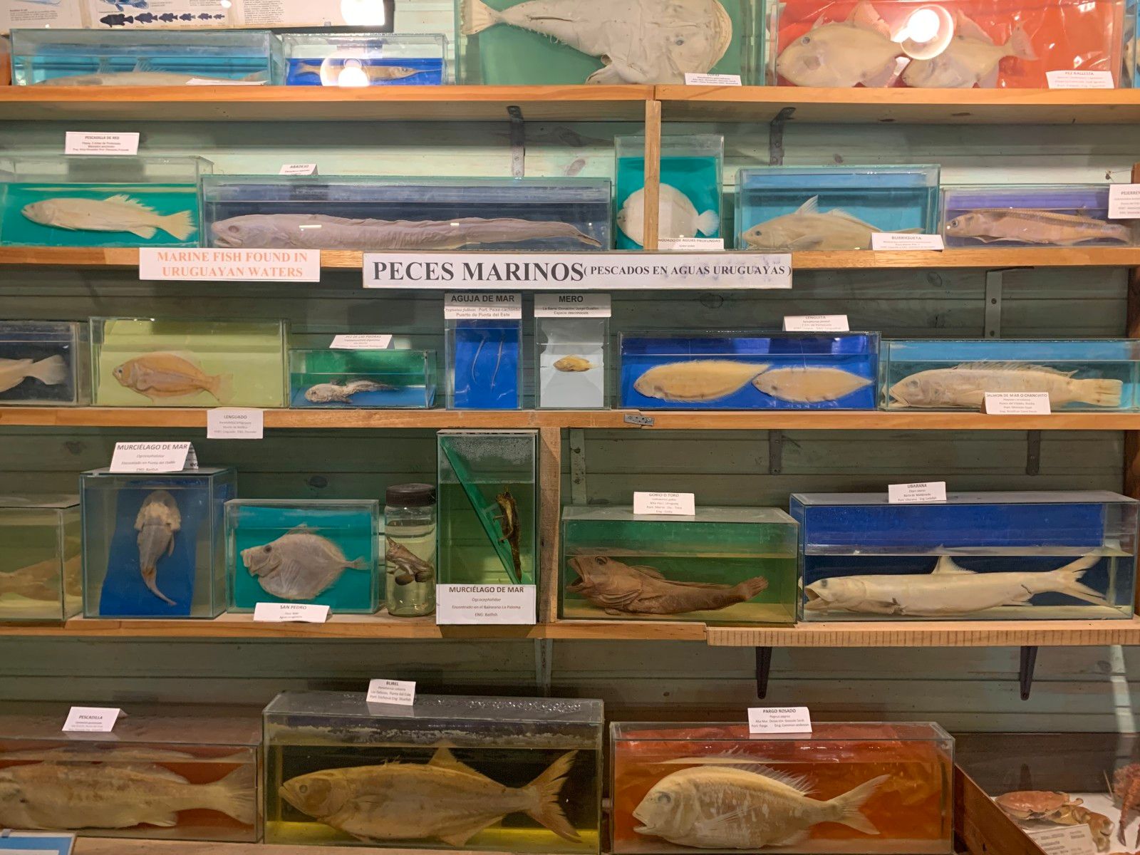 Museo del Mar em Punta del Este - 17