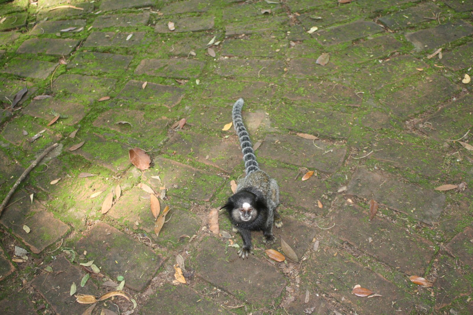 Mirante do Mangabeiras em Belo Horizonte - 29