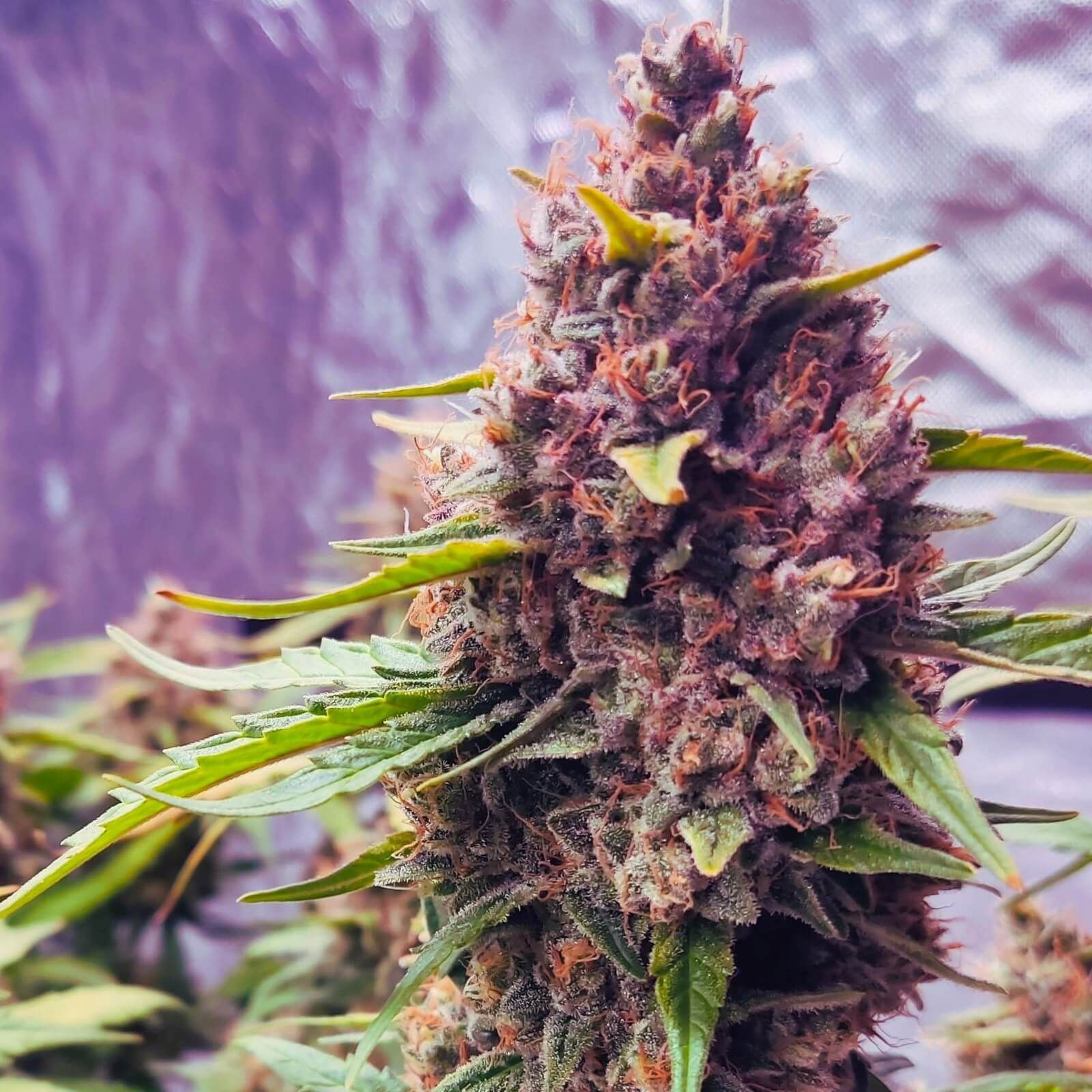 O que é Purple Haze? A maconha roxa - 8