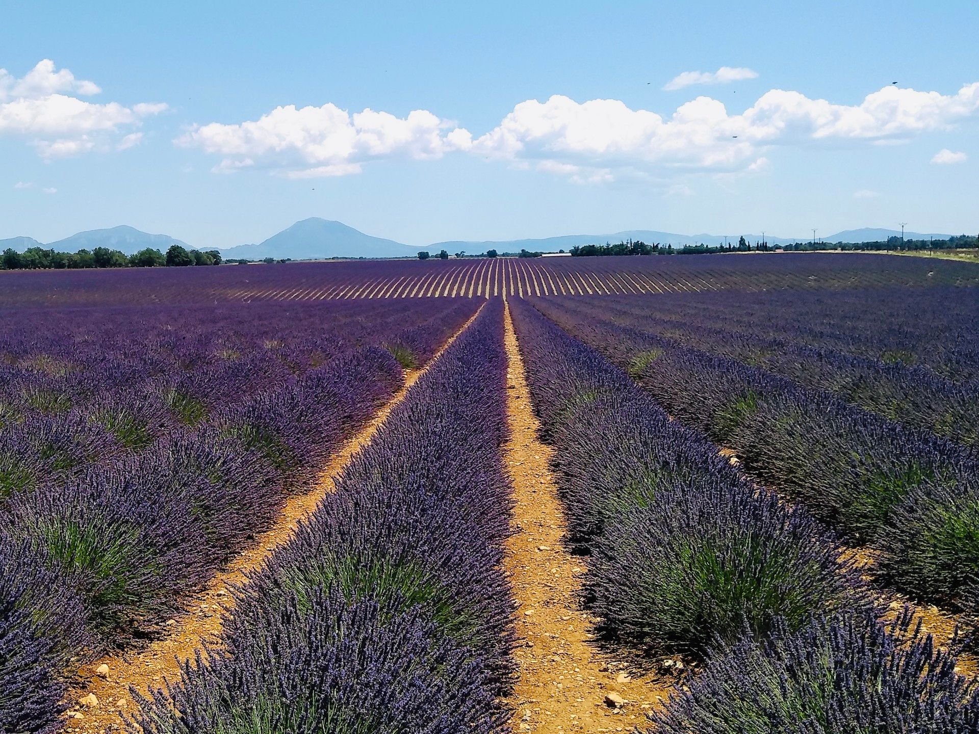 Provence: como visitar os campos de lavanda  com crianças - 1