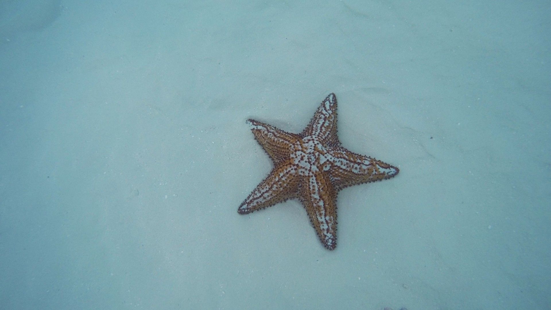 Isla Saona: como é esse passeio oferecido em Punta Cana - 25