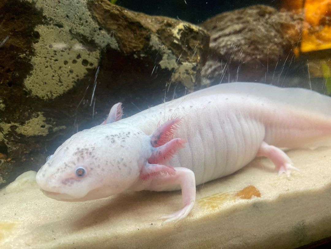 with kids in São Paulo - 11 - 3