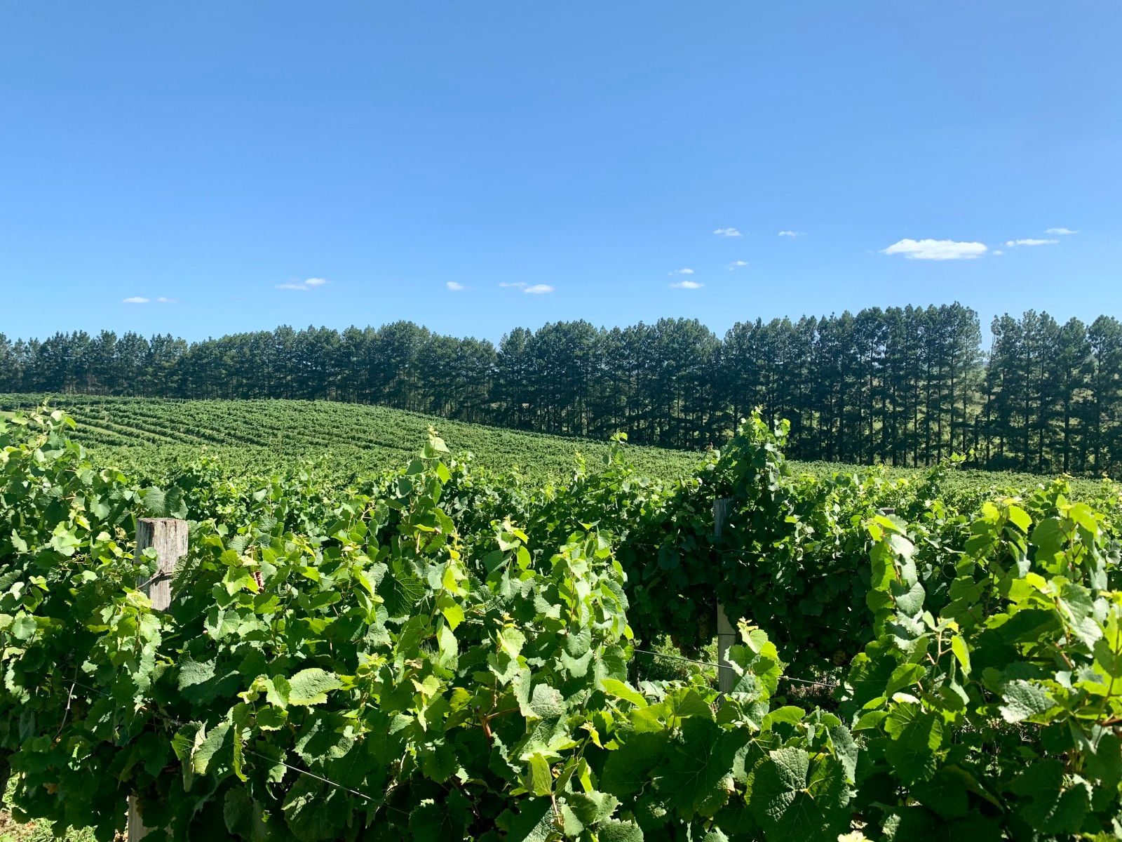 Provando delícias na rota Ferradura dos Vinhedos em Santana do Livramento - 30 - 2