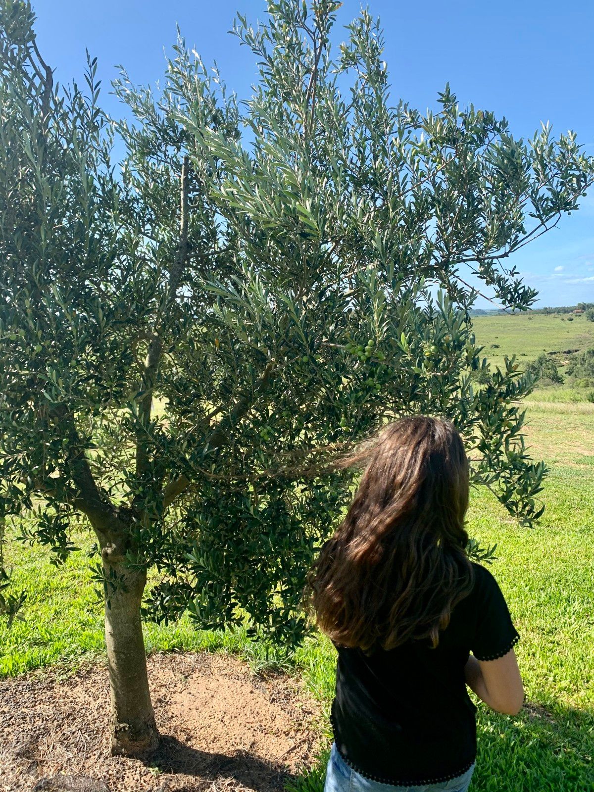 Provando delícias na rota Ferradura dos Vinhedos em Santana do Livramento - 39 - 0