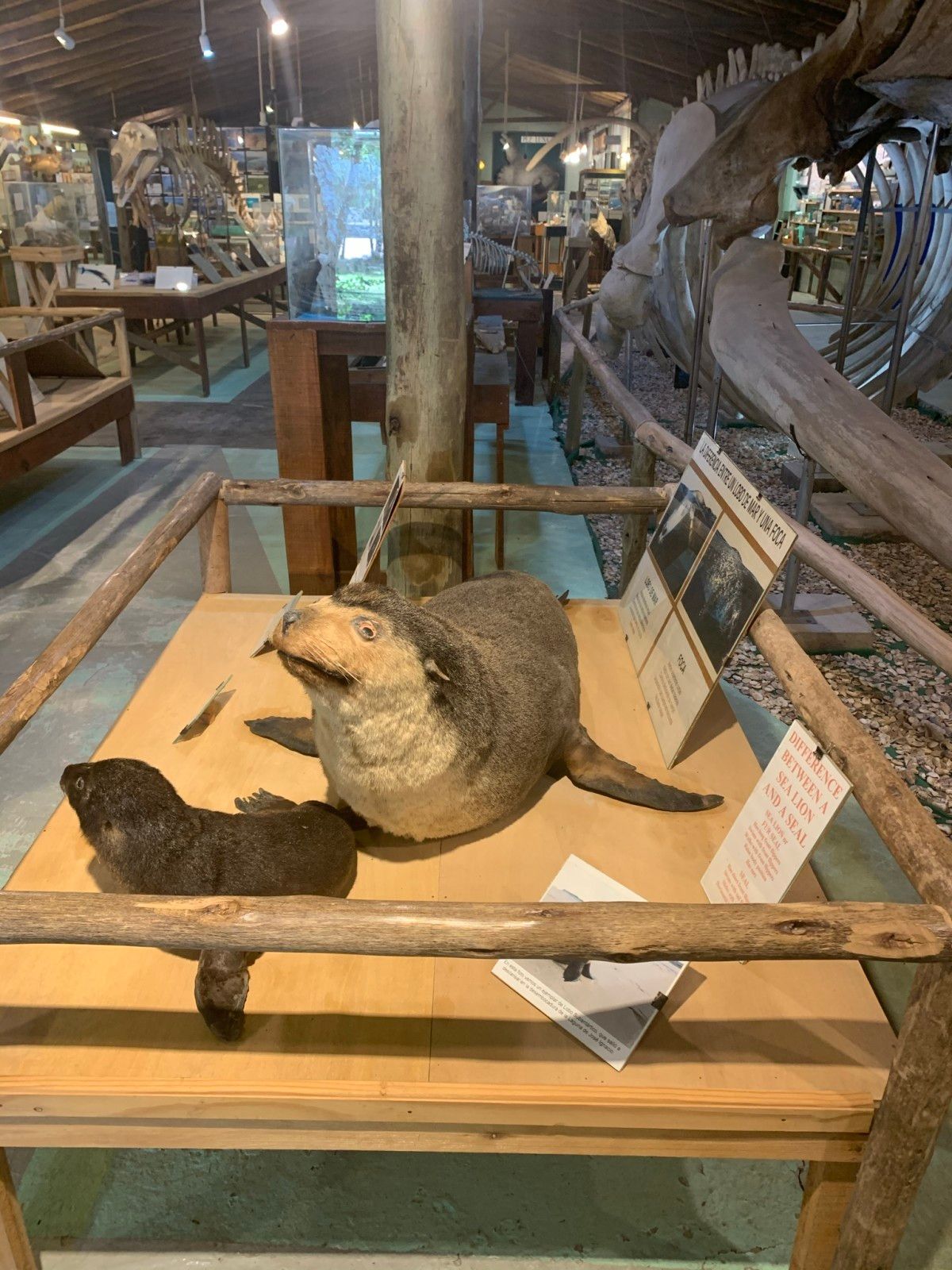 Museo del Mar em Punta del Este - 18 - 1