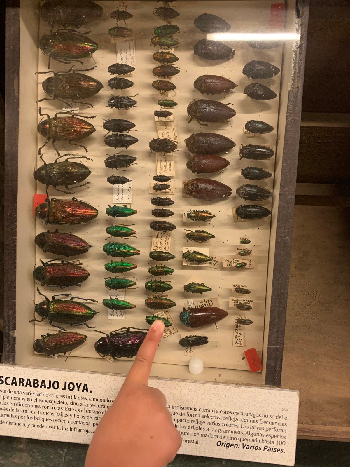 Museo del Mar em Punta del Este - 46 - 5